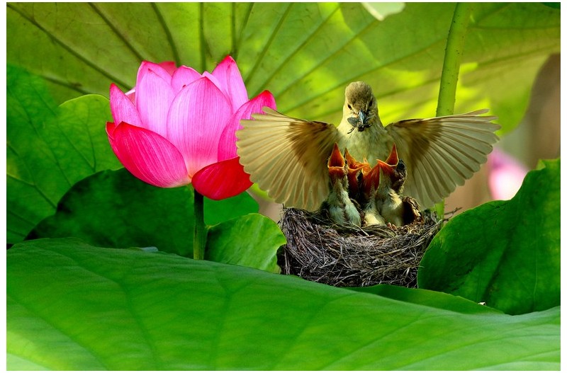 연밭에 개개비`