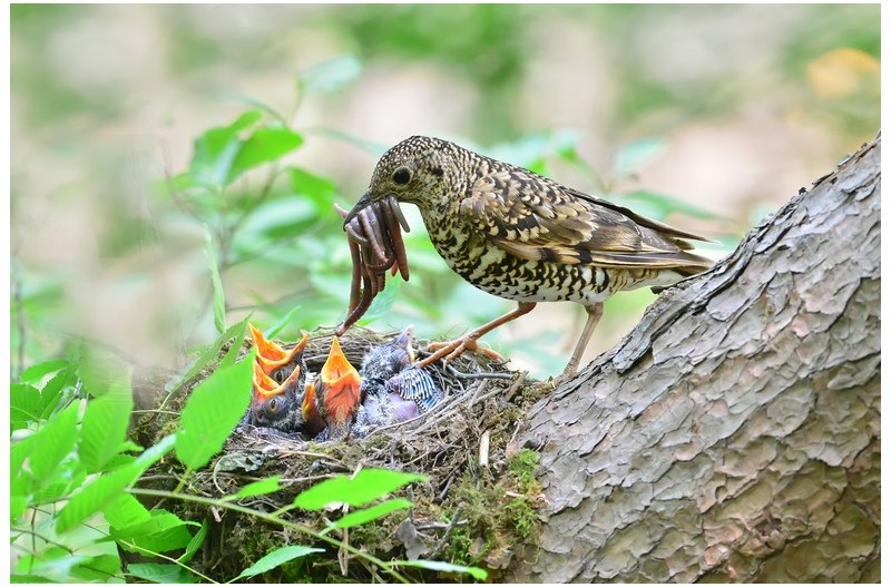 호랑직박기 육추`