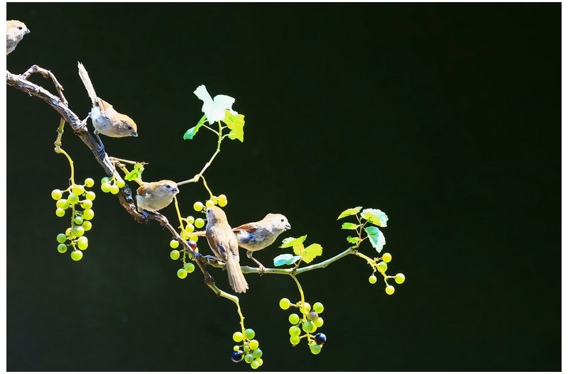 산머류에 들어온 새`
