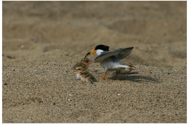 쇠재비갈매기 육추`