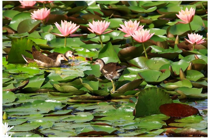 수련과 쇠물닭`