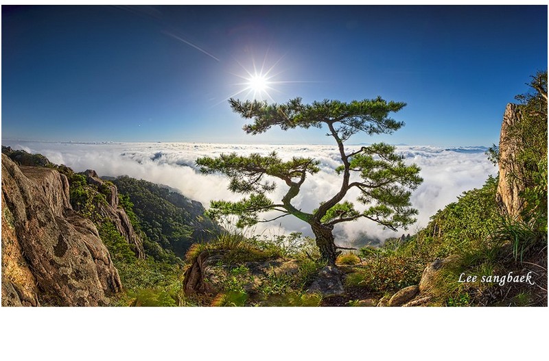 홀로선 소나무의 빛