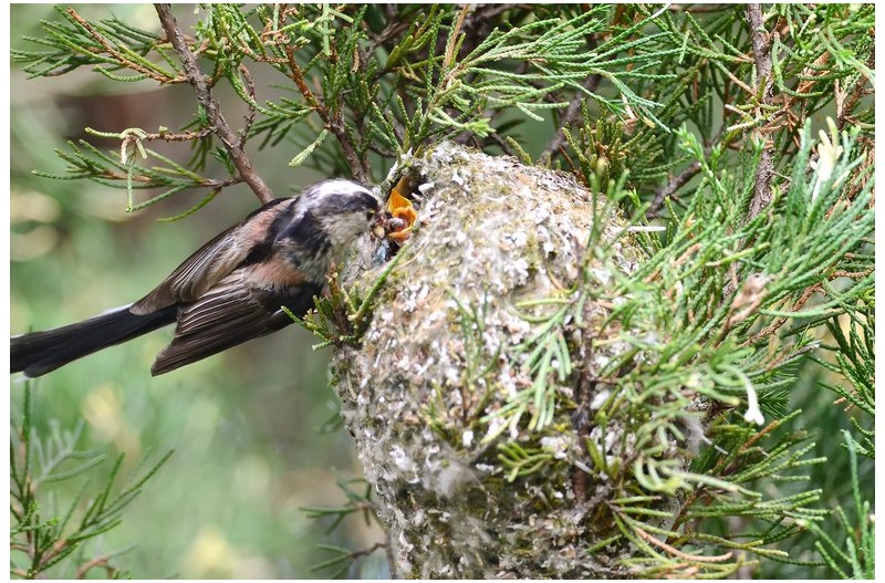 오목누이 육추`