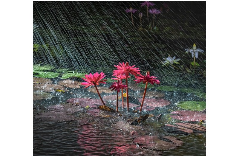 여름밤에 내리는 비