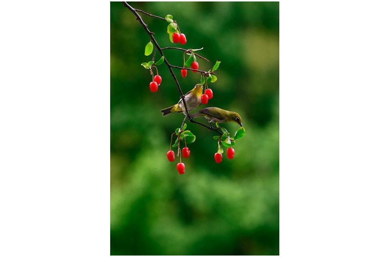 아름다운 새들`