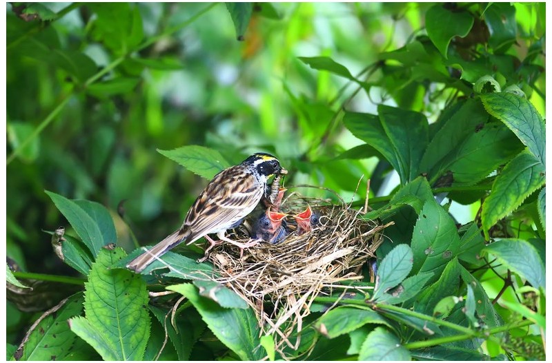 노랑턱 맷세 육추`