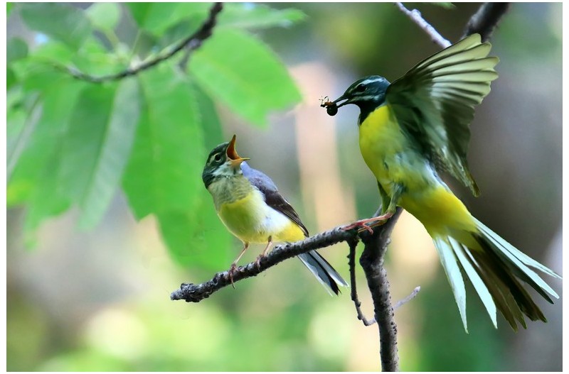 노랑배 할미새 이수`