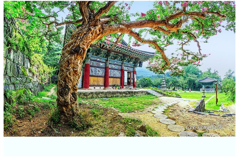 사찰의 고목배룡나무