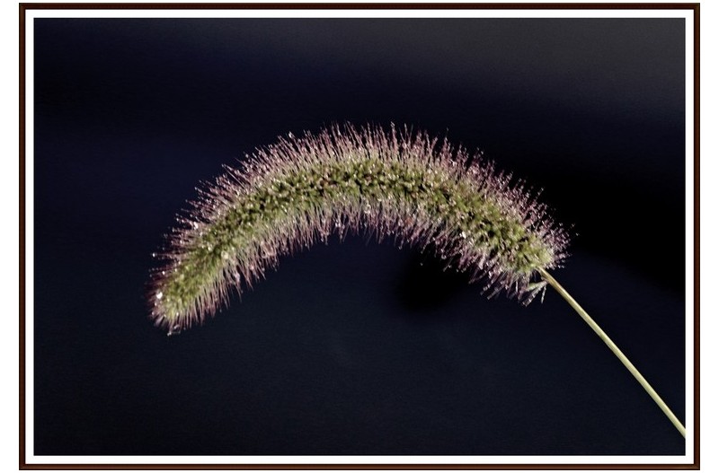 이슬  맟으버들 강아지