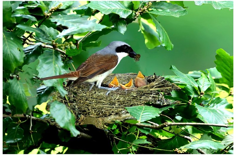 칠 때까치 육추`