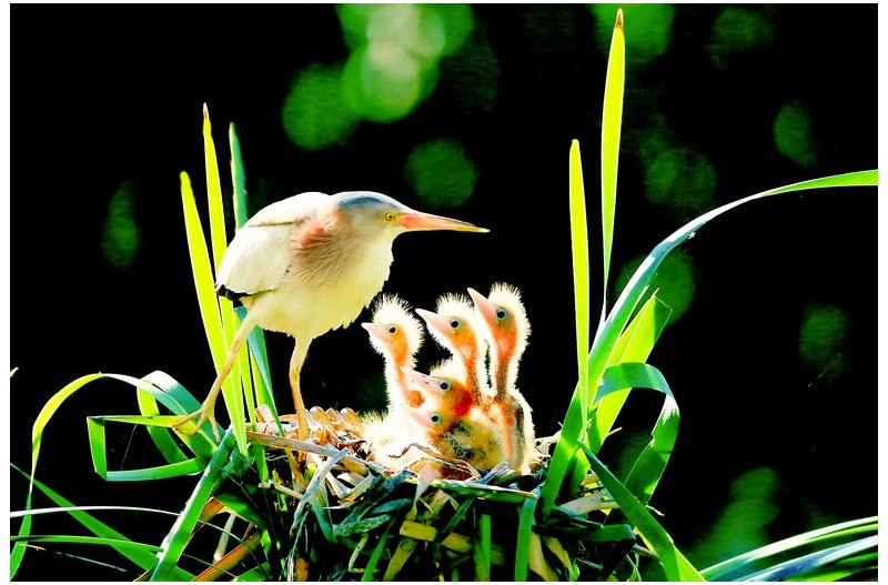 덤불 헤오라기육추`