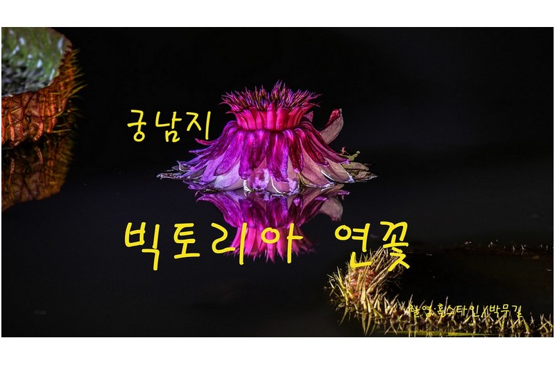 궁남지 빅토리아 연꽃