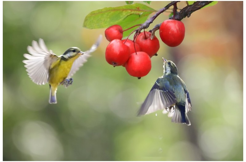 노랑배 진박새`