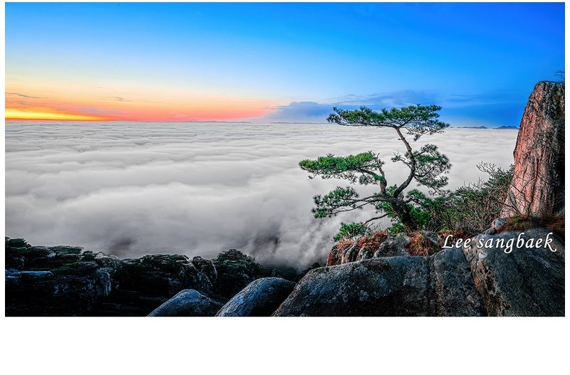 홀로선 아름다운 소나무