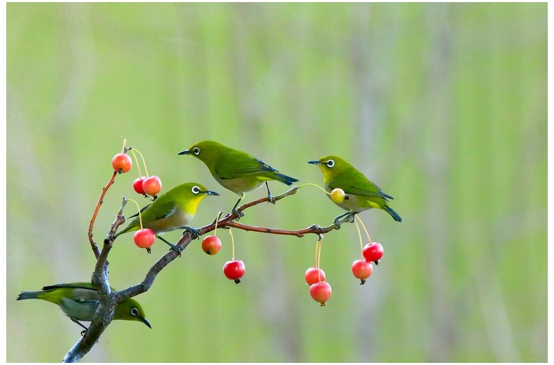 애기사과에 둘어온 새`