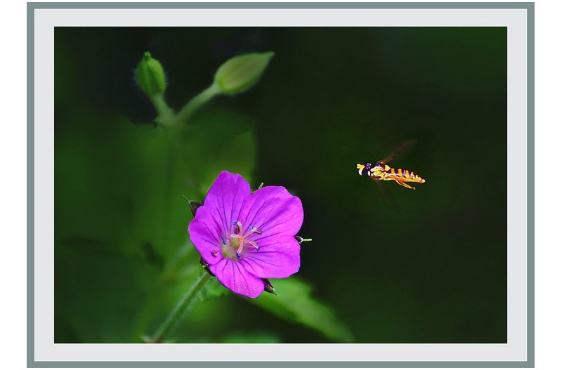 이질꽃과꽃등애