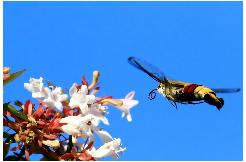 줄녹색 박각시`