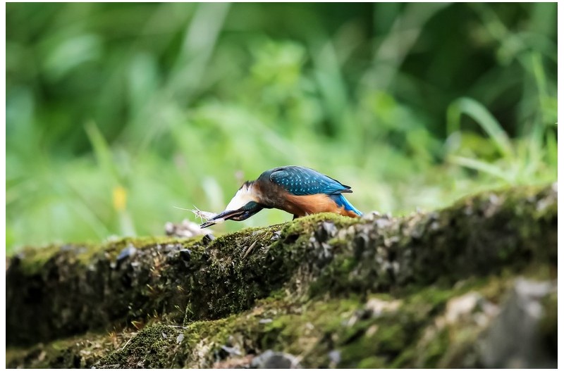 물총새 우로 돌리고 좌로 돌리고