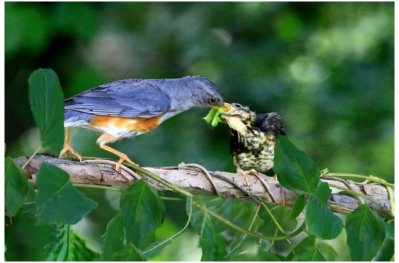 되직박구니 이수`