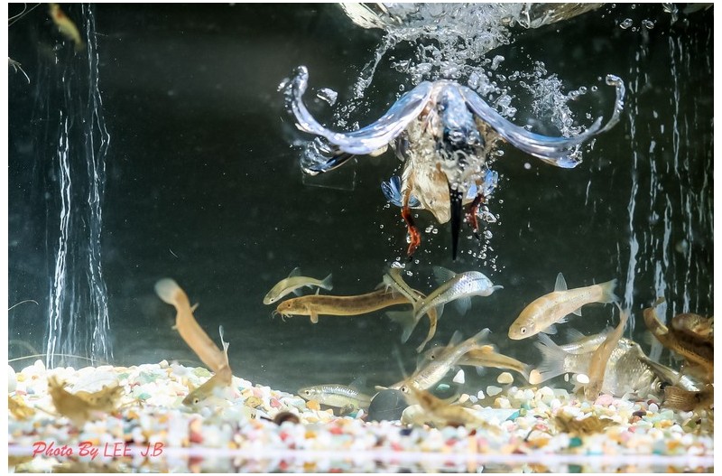 물총새 수중촬영