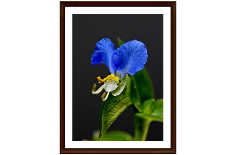 야생 화  달개비 꽃