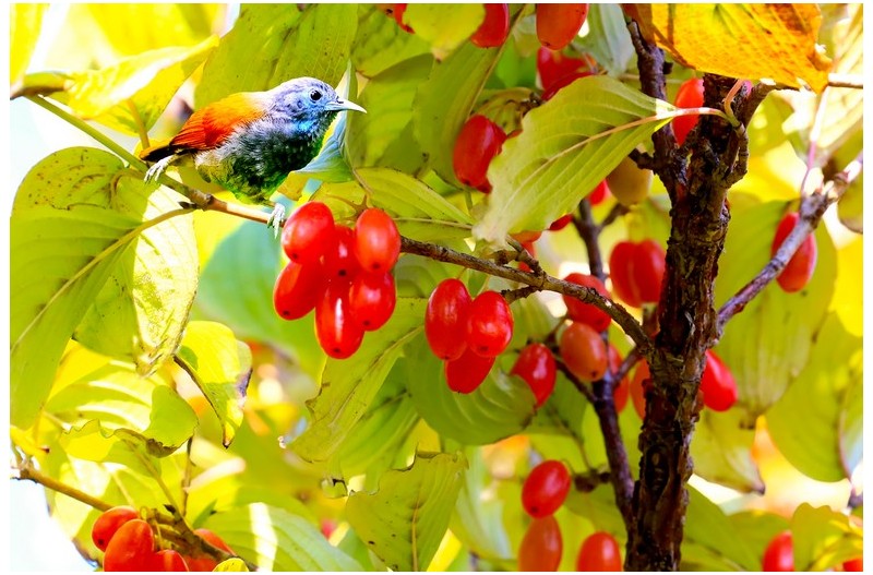 아름다운 산수유 열매`