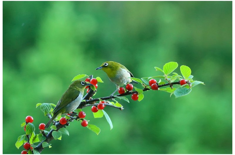 아름다운 앵두`