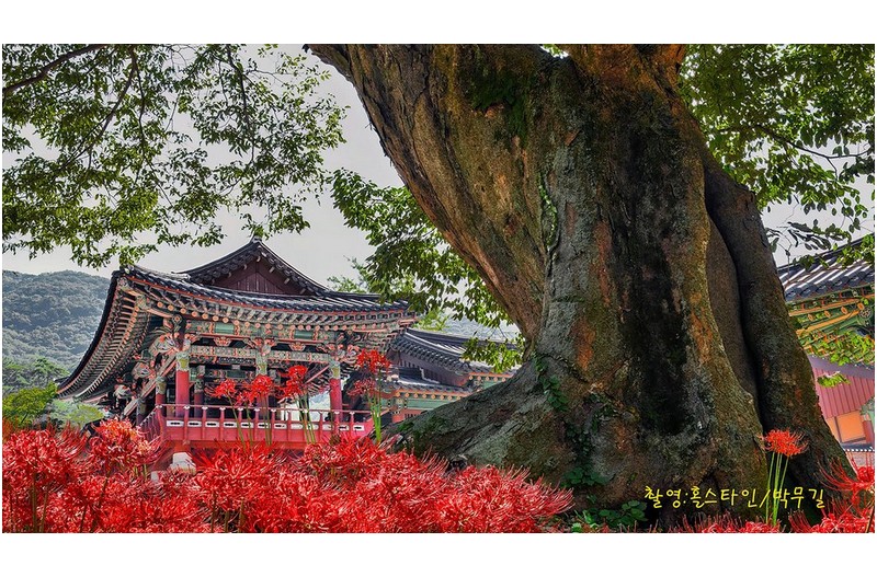 불갑사 꽃무릇 만개