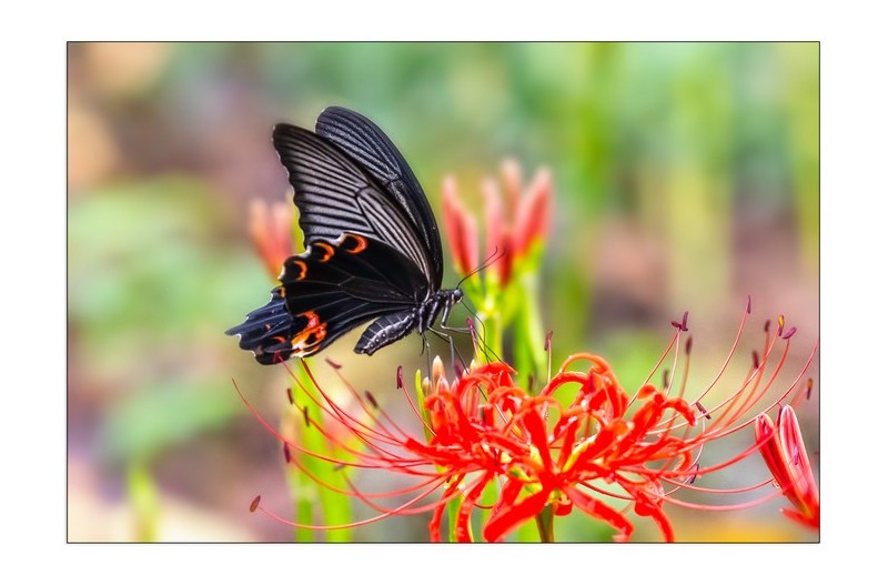 제비나비와꽃무릇