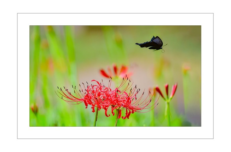 꽃무릇찾아서....