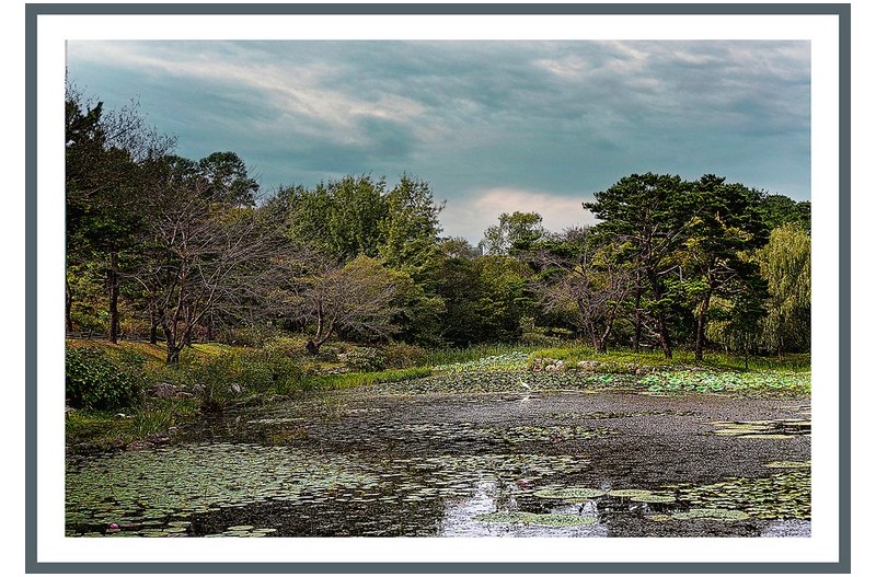 초가을 연지풍경