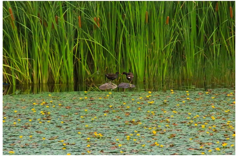 갈대와 노랑 어리개`