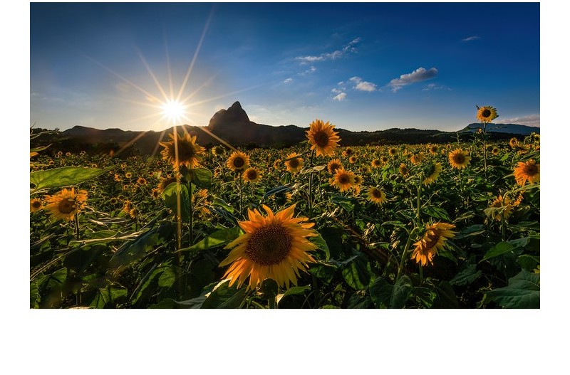 진안해바리기 노을빛