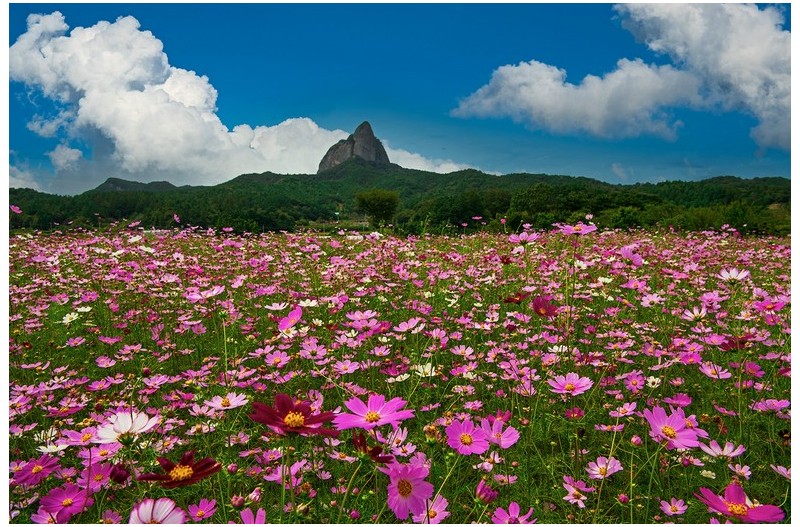 마이산코스모스