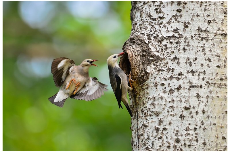 붉은부리 찌르러기`