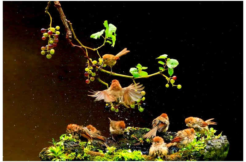 붉은머리 오목이`