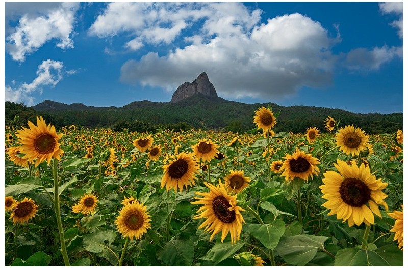 마이산해바라기