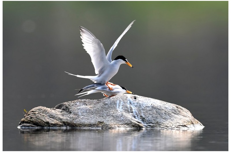 쇠제비 갈매기`
