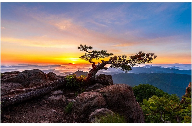 소나무가 있는 풍경