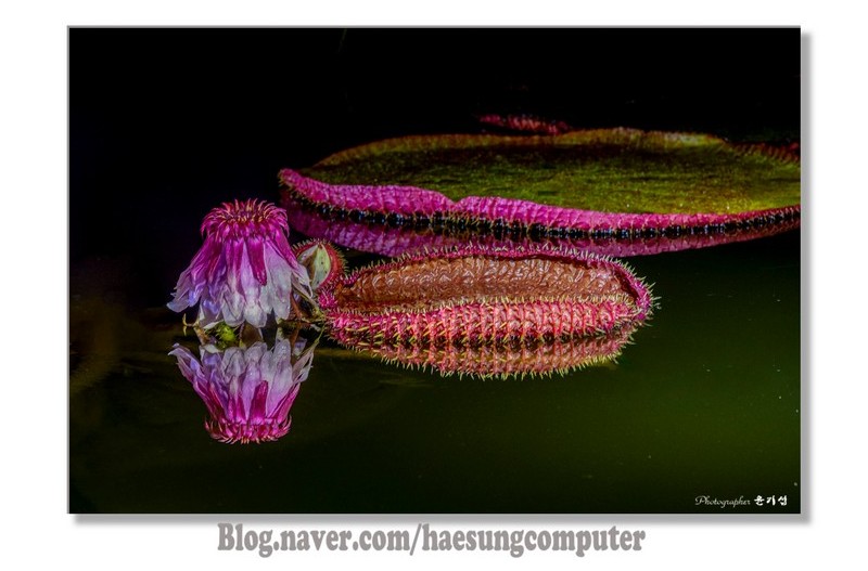 밤에 피는 연꽃