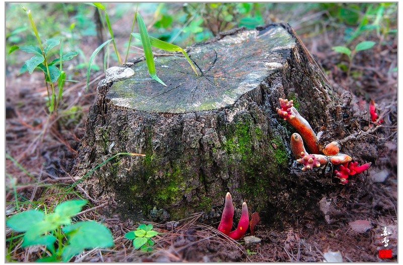 붉은사슴뿔버섯