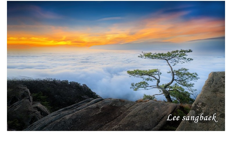 홀로선소나무을 바라보며