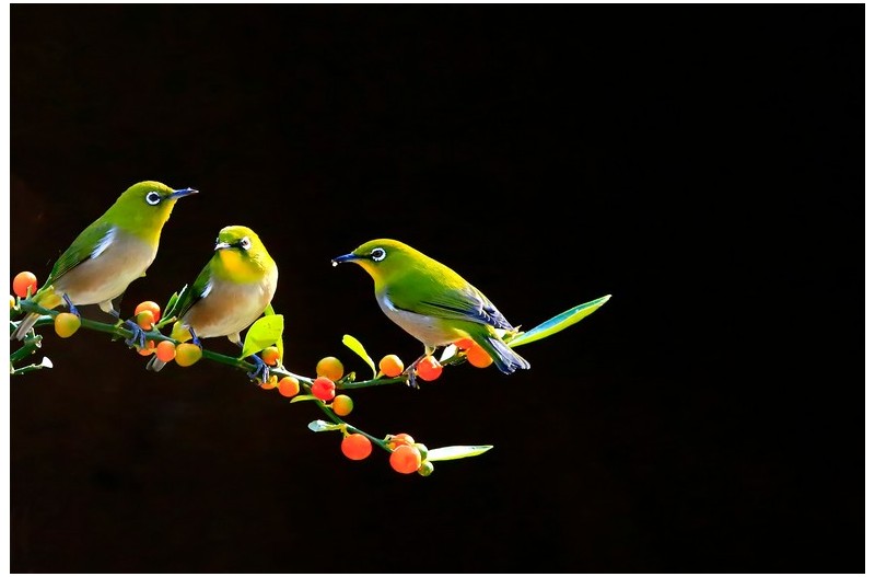 아름다운 동박새`