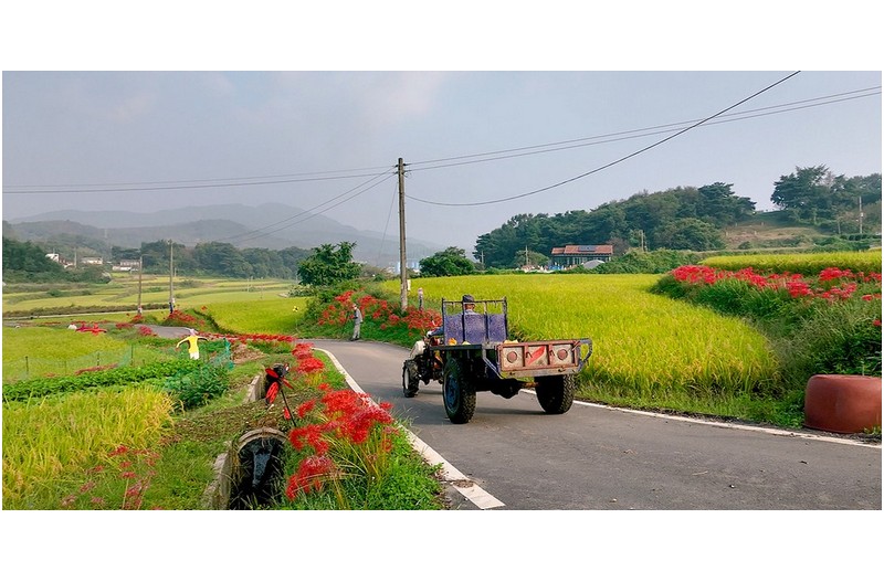 전통 다랭이논 2부