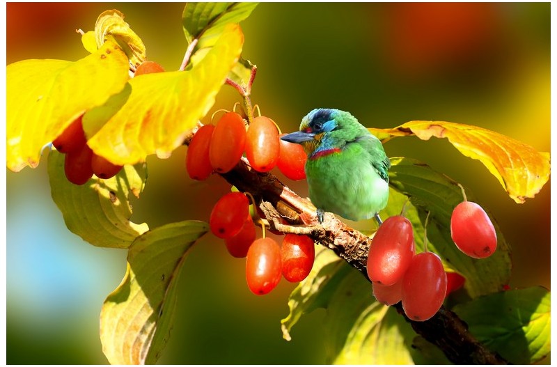산수유에 들어온 새`