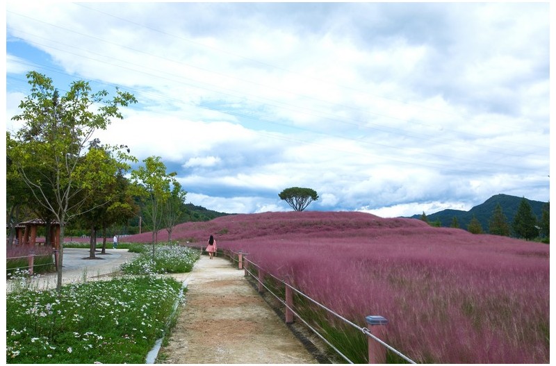 핑크뮬리 시즌 이군요