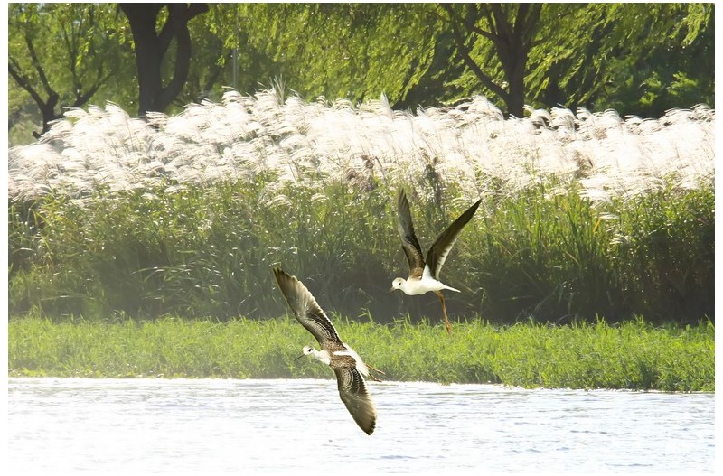 장다리 물때새`