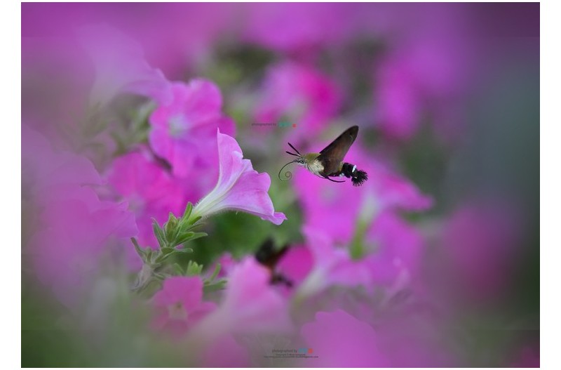 박각시 2023.10.01