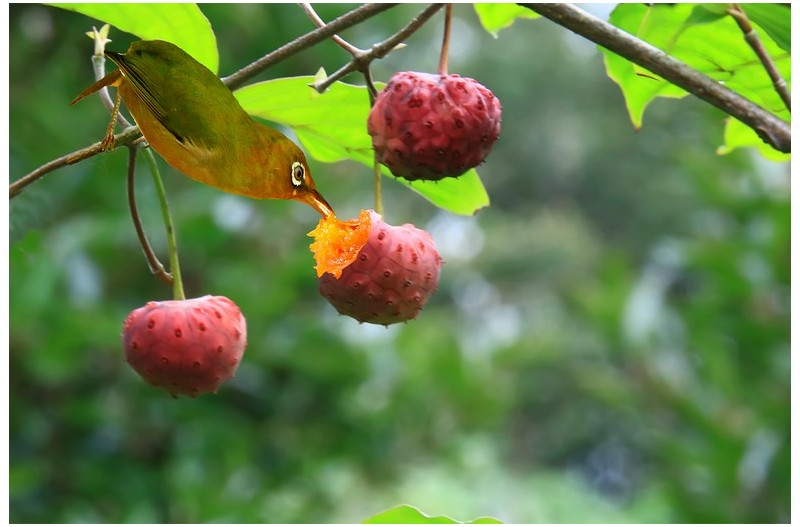 구지뽕 오들개`