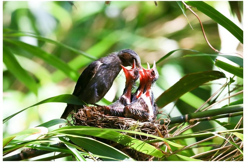 직박구니 육추`